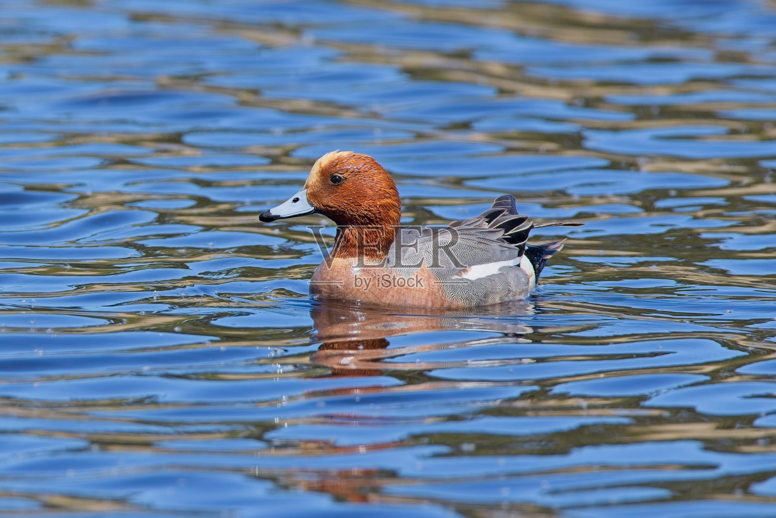 在湖上游泳的秋沙鸭照片摄影图片
