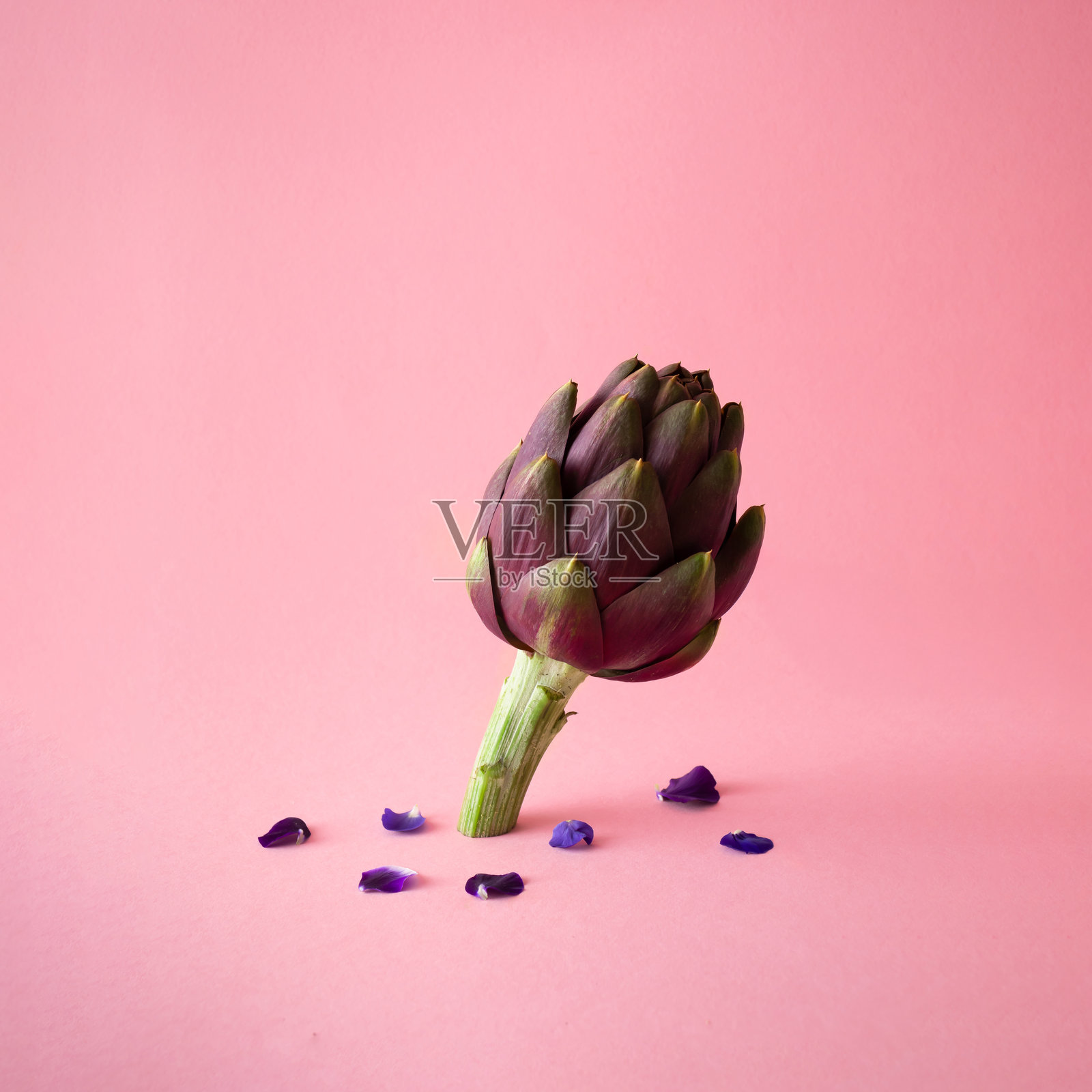 阳光下的朝鲜蓟与紫色花瓣，背景为明亮的粉色。创意食品概念照片摄影图片