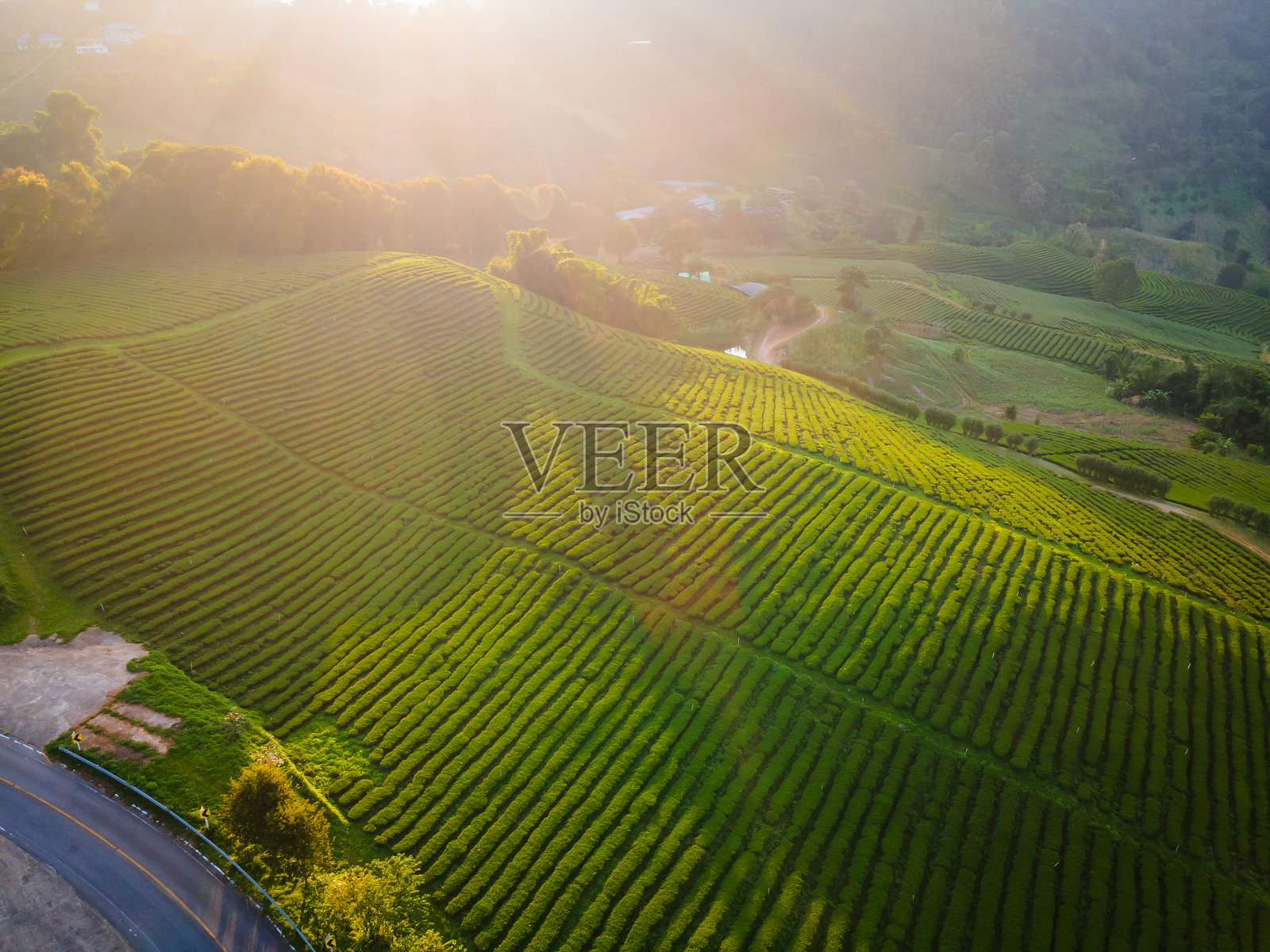 泰国清莱梅萨隆山的茶园鸟瞰景观，阳光洒在山上，是清莱的热门旅游目的地和地标。照片摄影图片