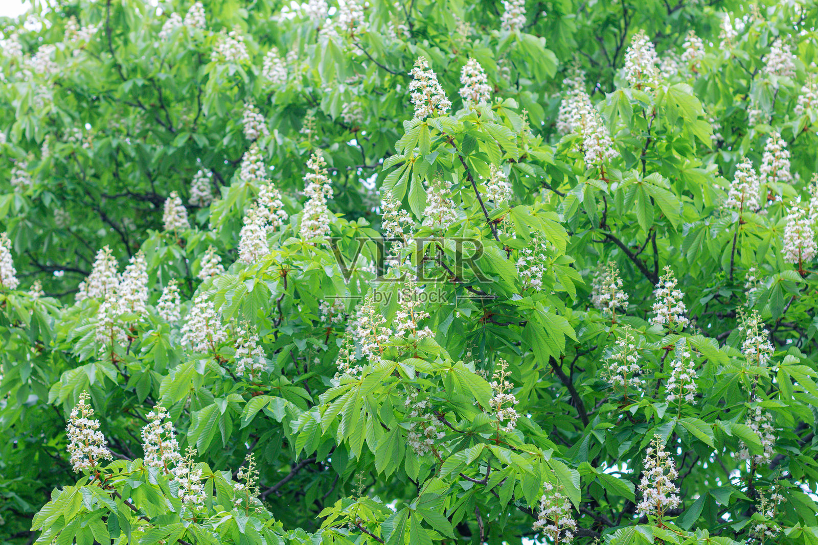 开花的栗树枝。春天自然的美丽照片摄影图片
