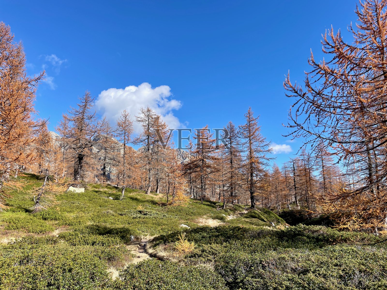 五彩斑斓的落叶松木，意大利博尼扬科山谷的秋季风景。照片摄影图片