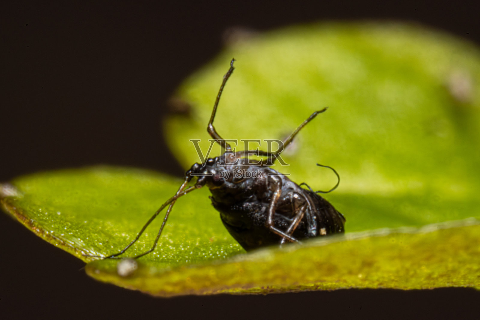 黑蚜虫在背上产仔 - 蚜虫科的胎生现象照片摄影图片