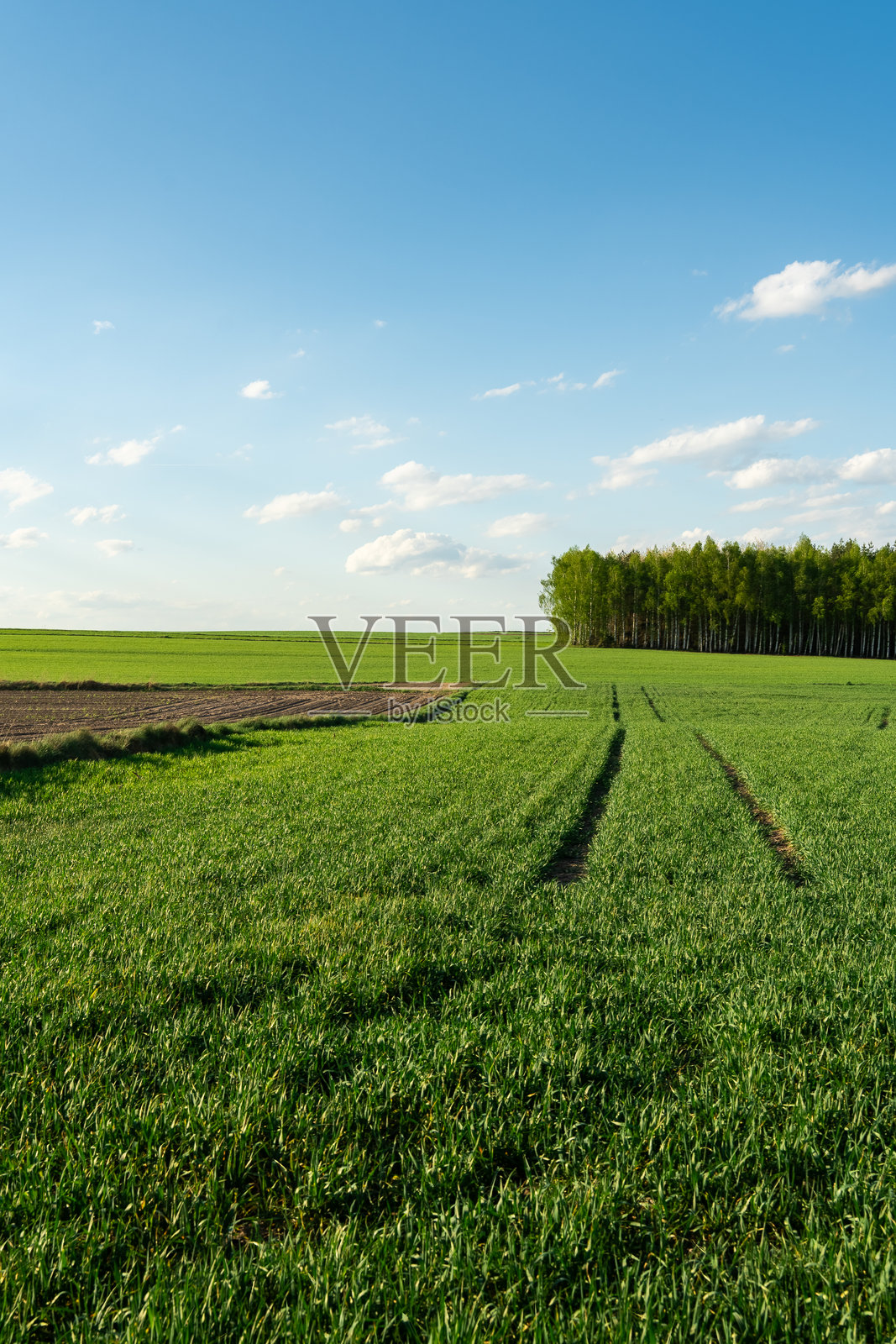 纵向视图的耕作田地和树木照片摄影图片