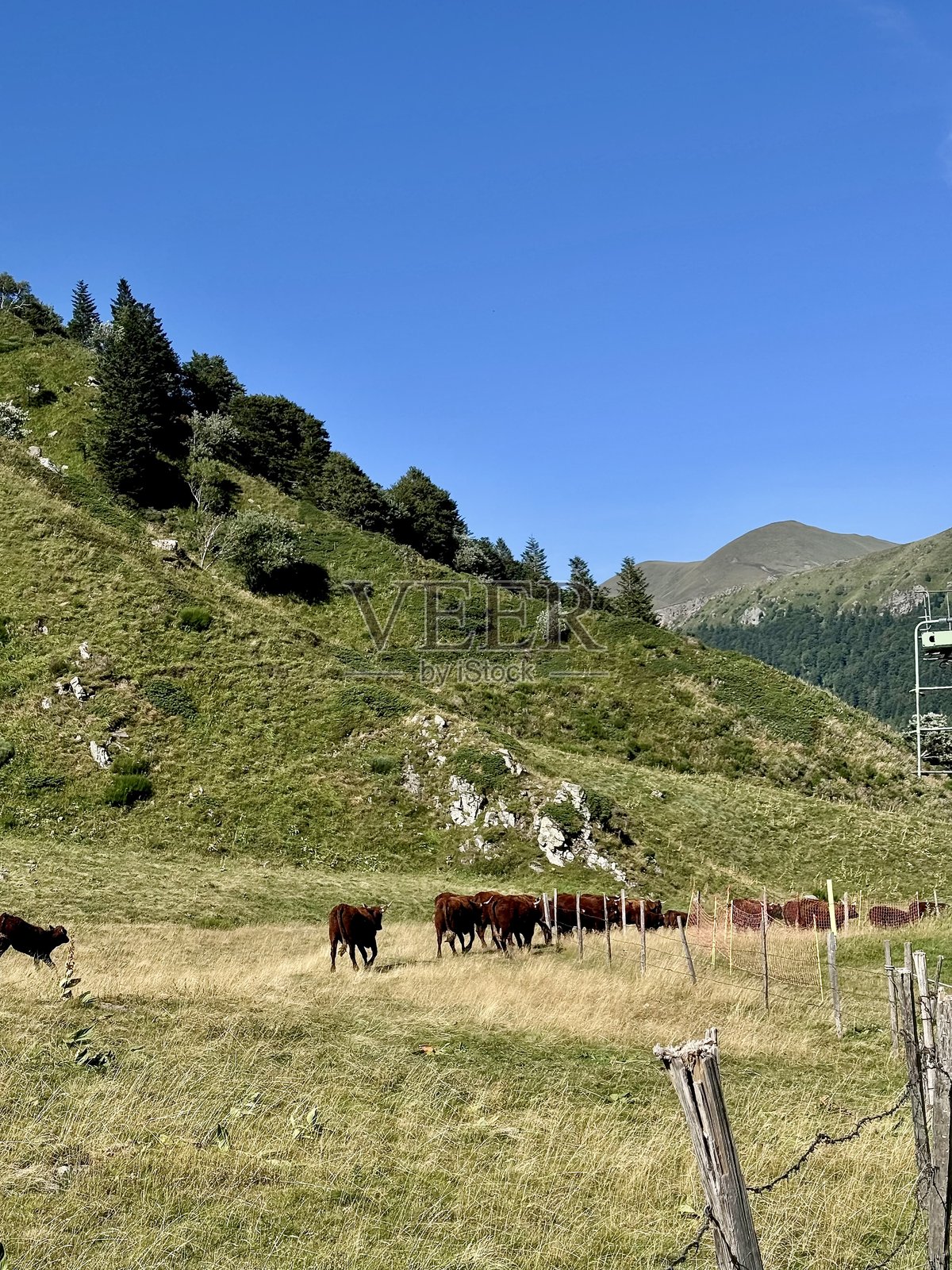 山中的一群牛照片摄影图片