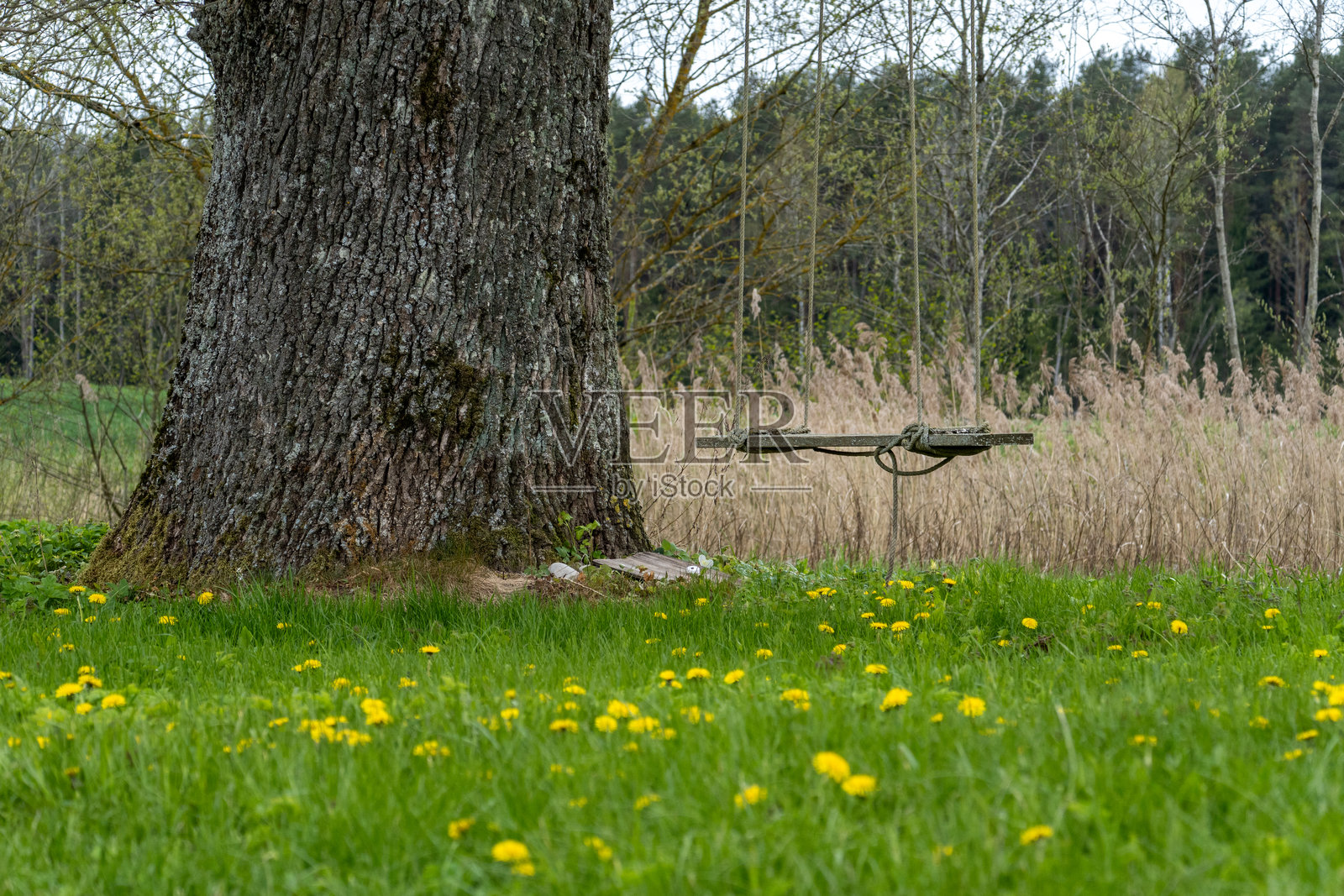 乡村花园古老树木旁的乡村秋千，春天的场景中有黄色蒲公英和童年回忆照片摄影图片