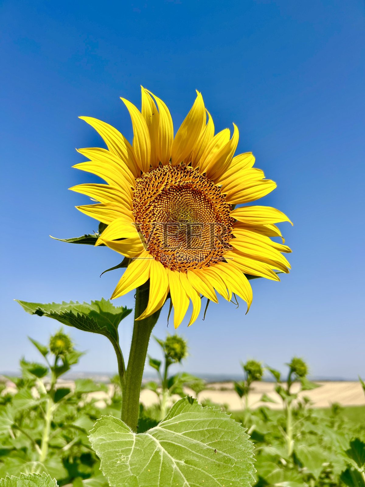 向日葵田照片摄影图片