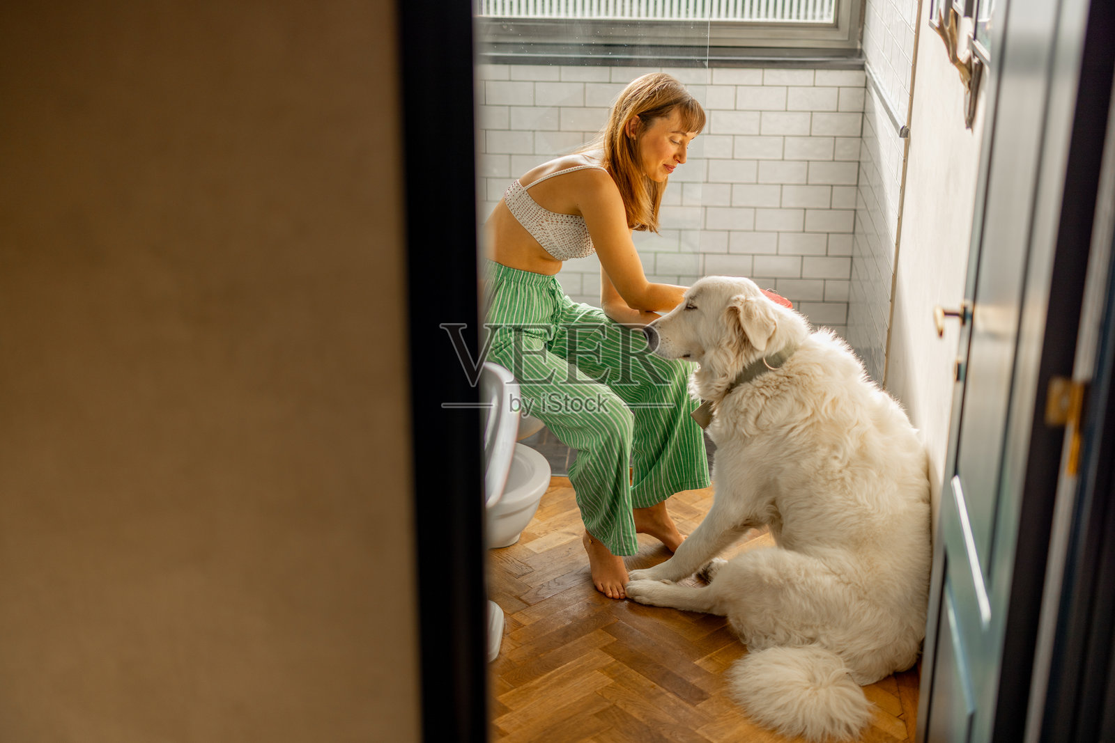 给我那只大毛茸茸的狗梳毛照片摄影图片