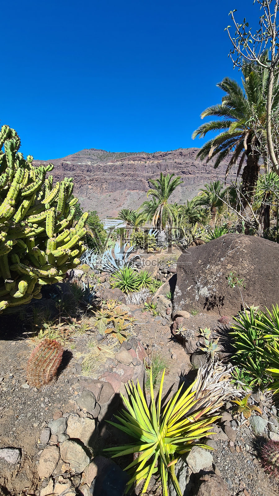 仙人掌在加那利群岛干旱的火山景观中茁壮成长，适应了炎热干燥的气候，沐浴在明亮的蓝天之下。照片摄影图片