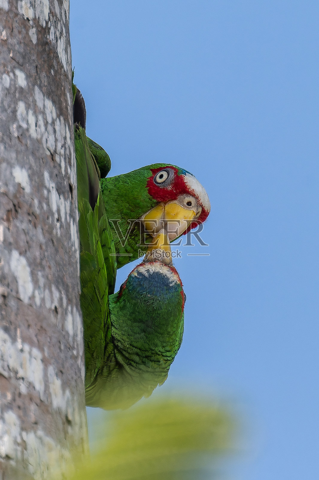 白头亚马逊鹦鹉似乎在亲吻彼此照片摄影图片