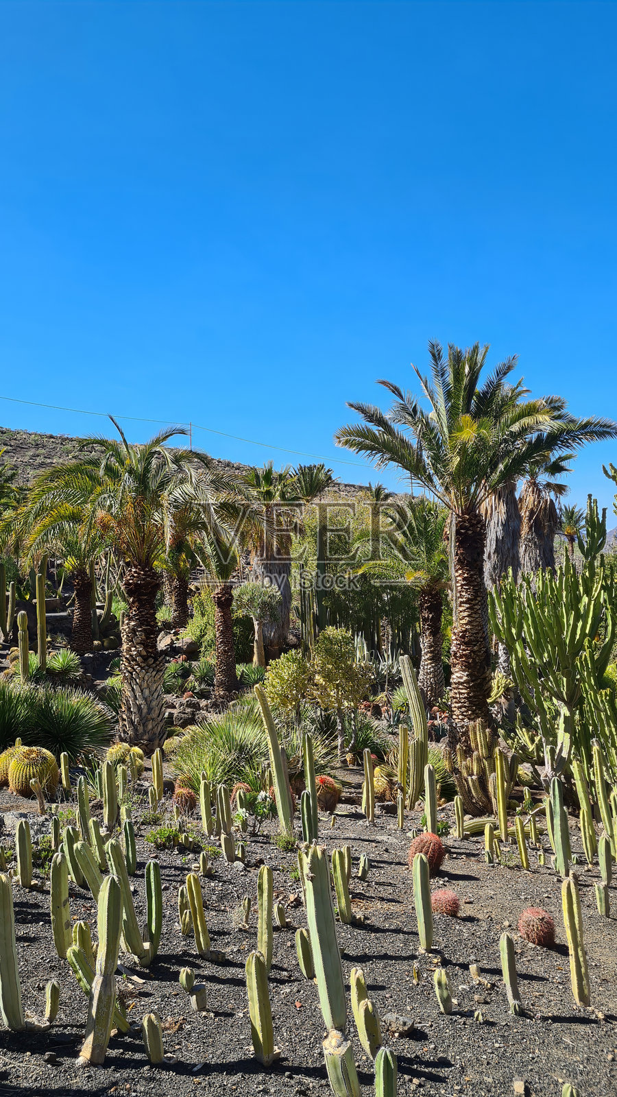 仙人掌在加那利群岛干旱的火山景观中茁壮成长，适应了炎热干燥的气候，沐浴在明亮的蓝天之下。照片摄影图片