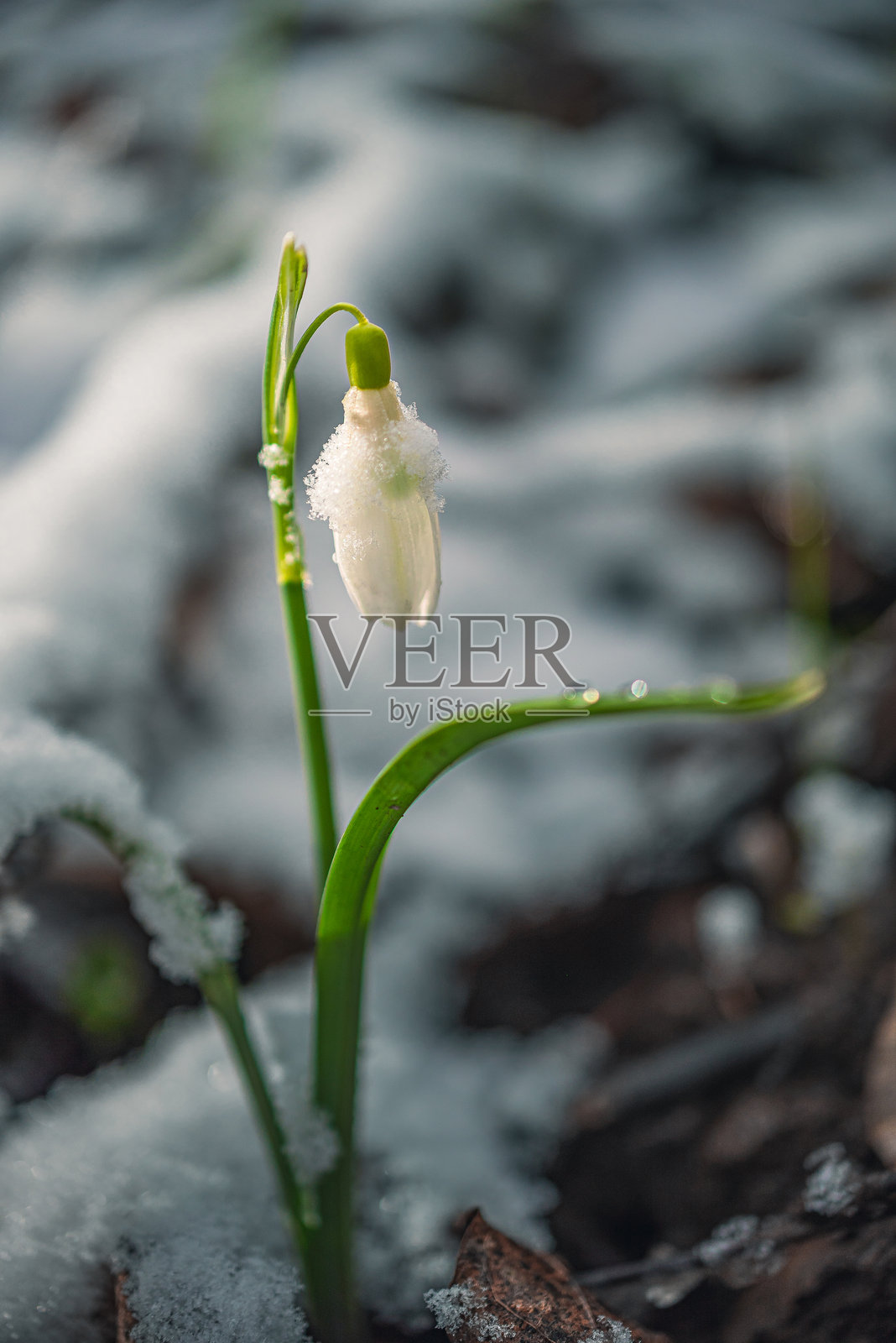 雪花莲照片摄影图片