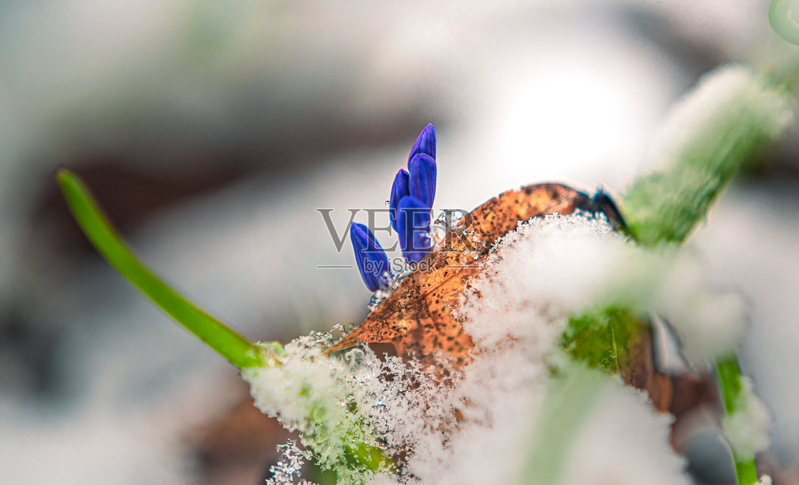 雪花莲照片摄影图片