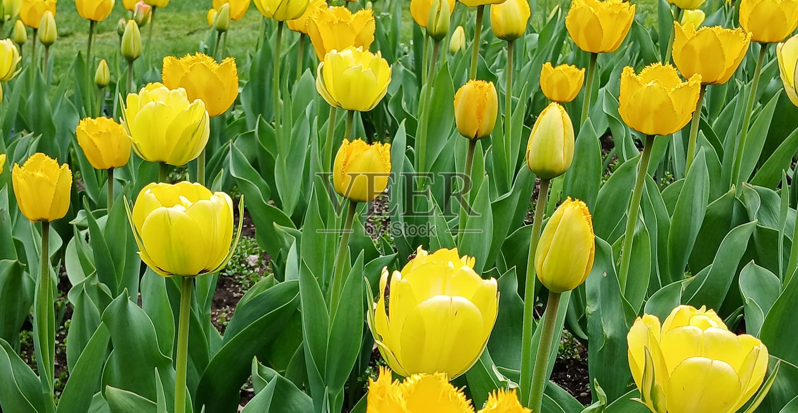 大量的郁金香照片摄影图片