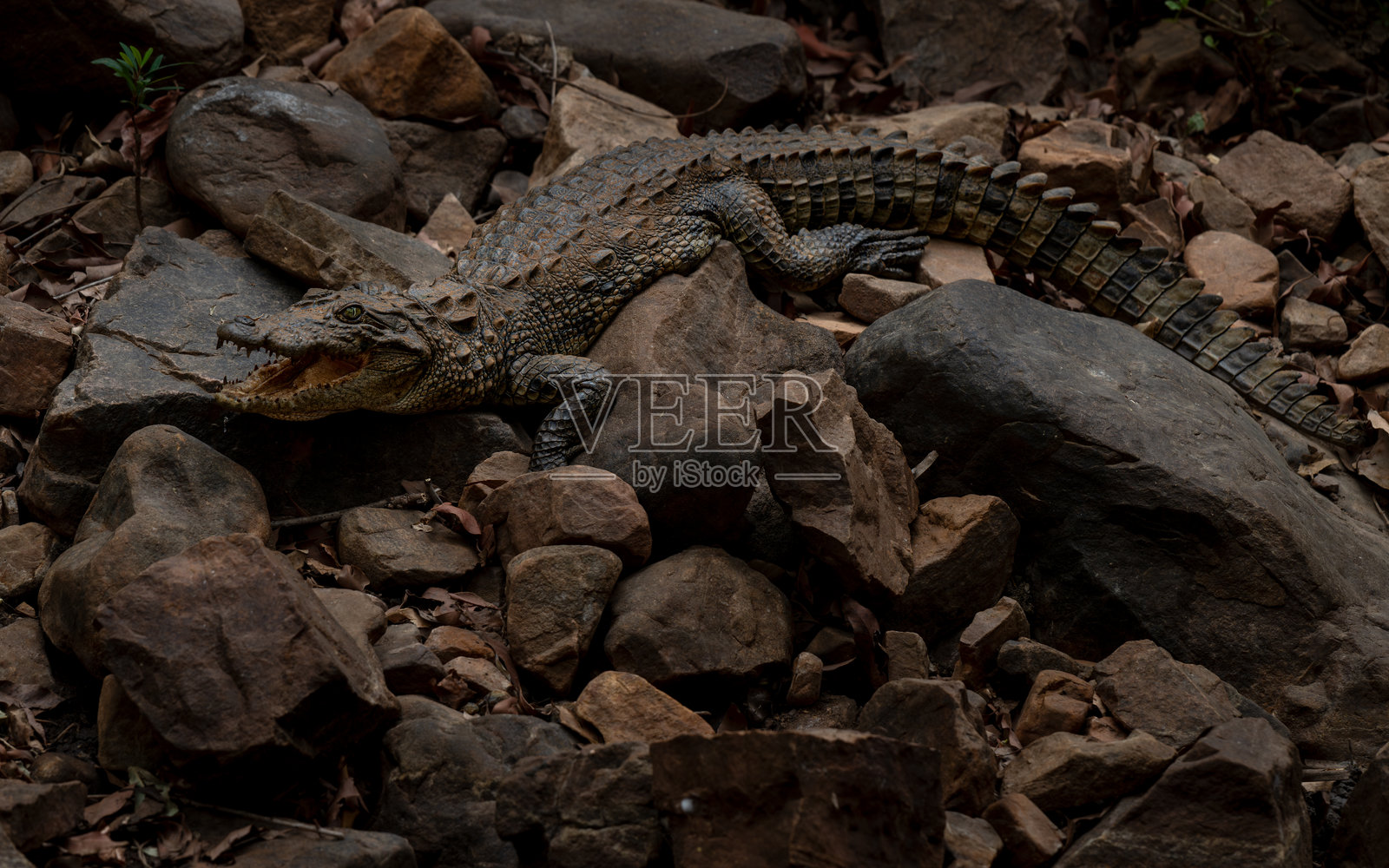 一只婴儿鳄鱼张嘴休息在自然堆积的岩石上，与背景很好地伪装在一起。照片摄影图片