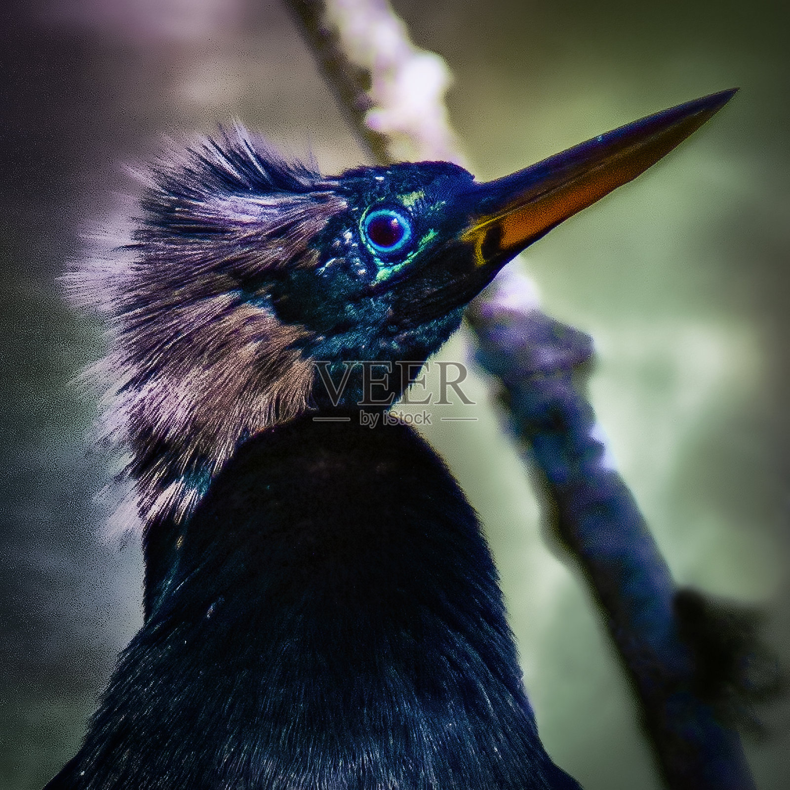 安赫尔鸟特写 4照片摄影图片