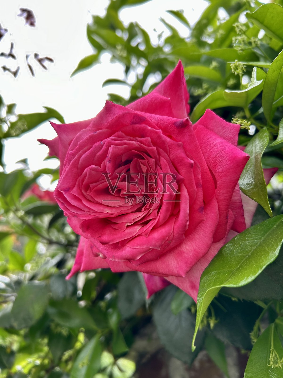 玫瑰照片摄影图片