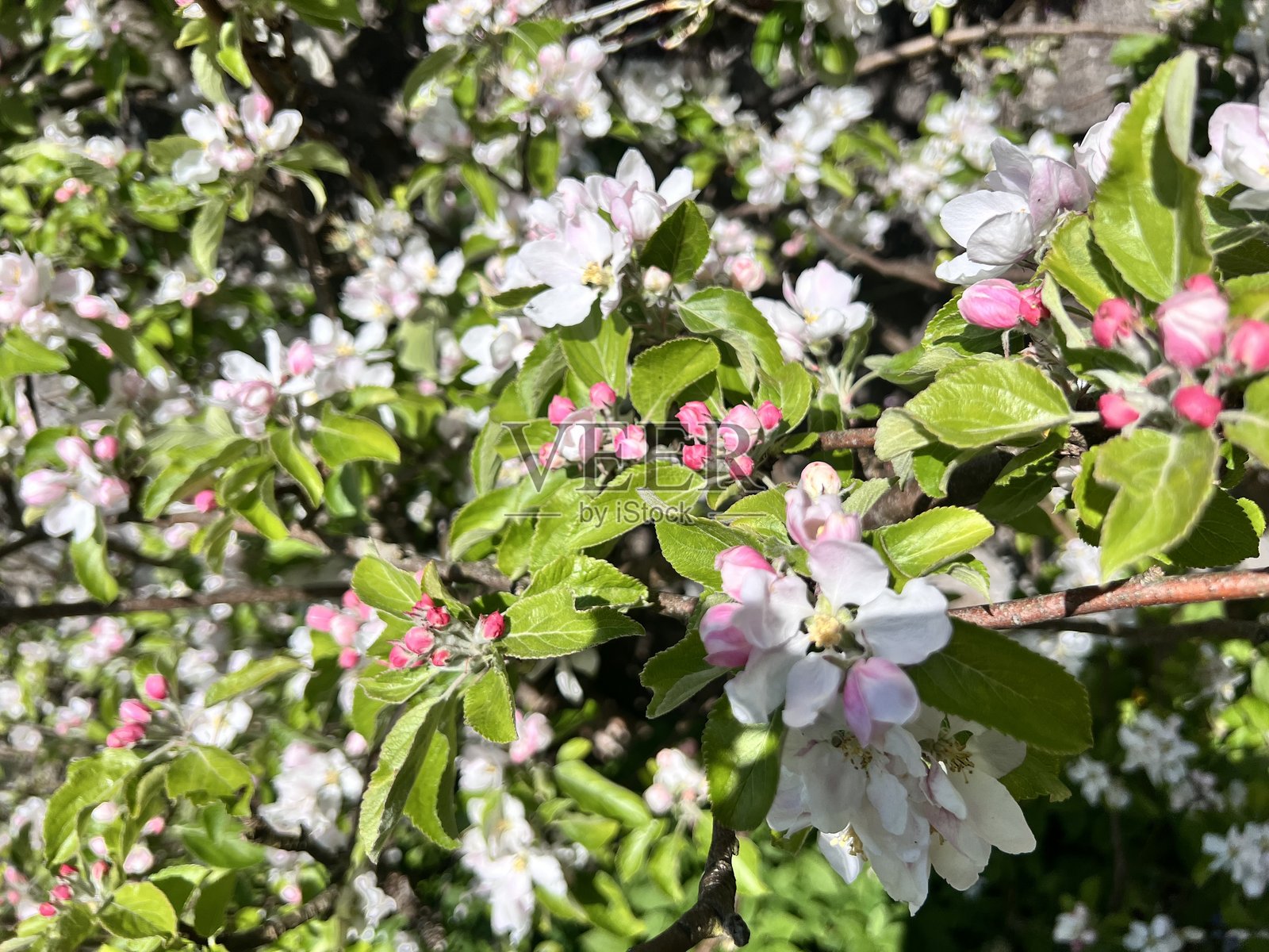 开花的海棠树照片摄影图片