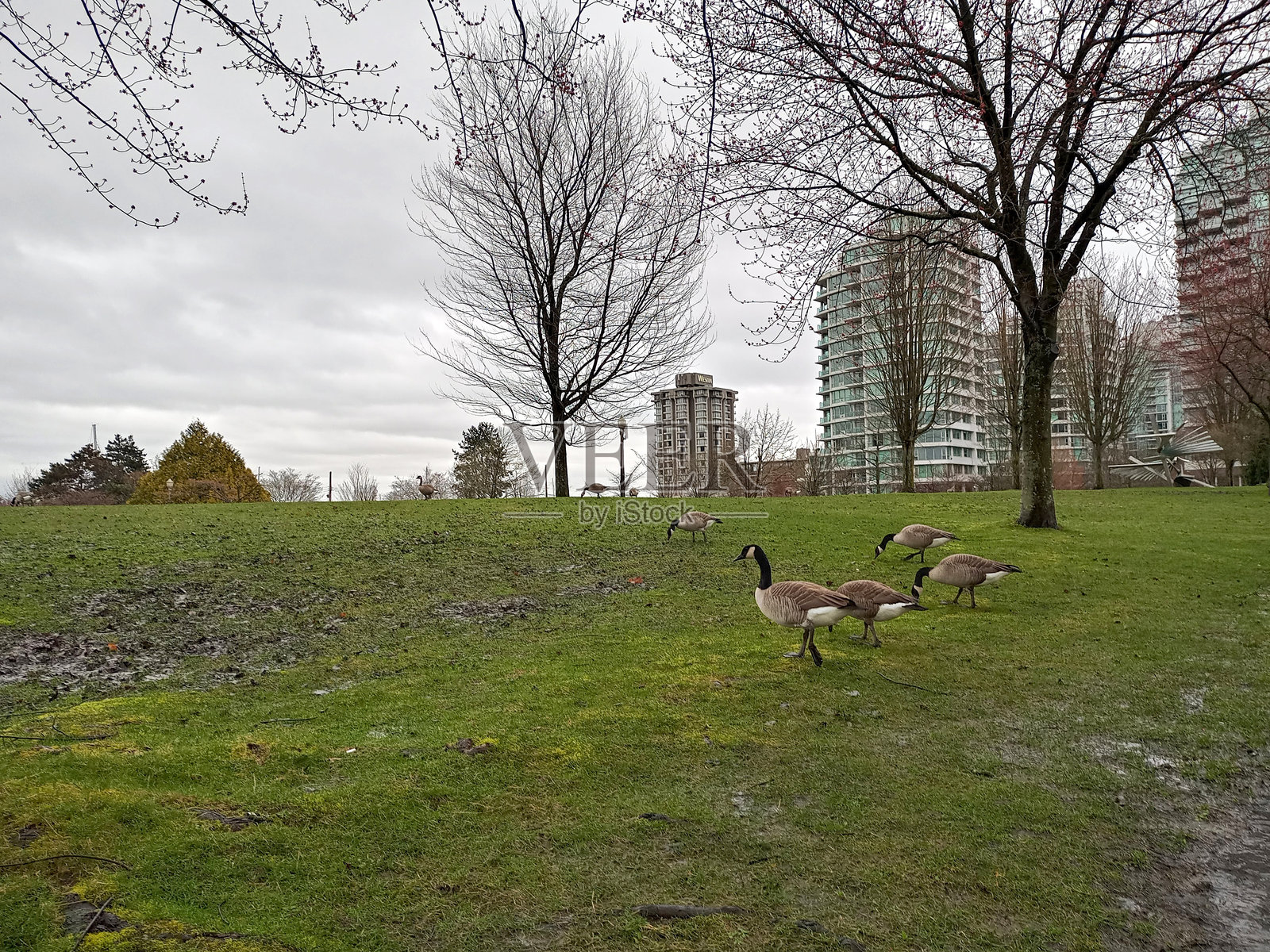 温哥华市中心的摩天大楼，位于加拿大不列颠哥伦比亚省的太平洋沿岸，生活质量高。照片摄影图片
