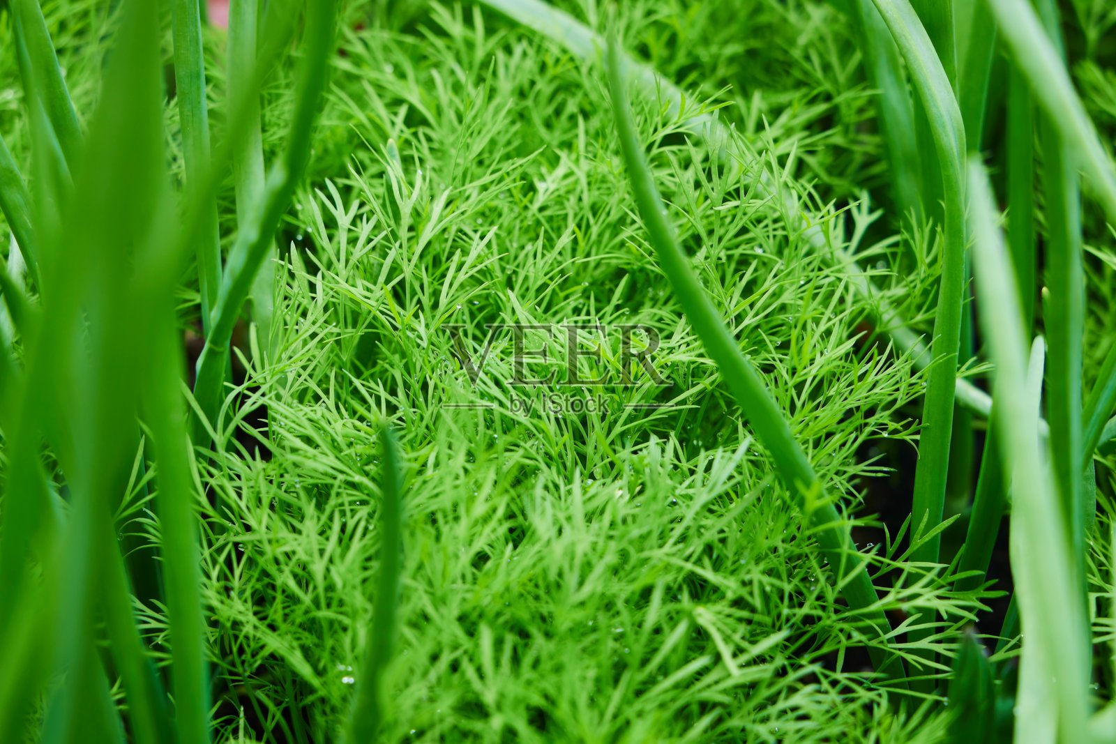 在花园中种植香辣的莳萝和青葱照片摄影图片