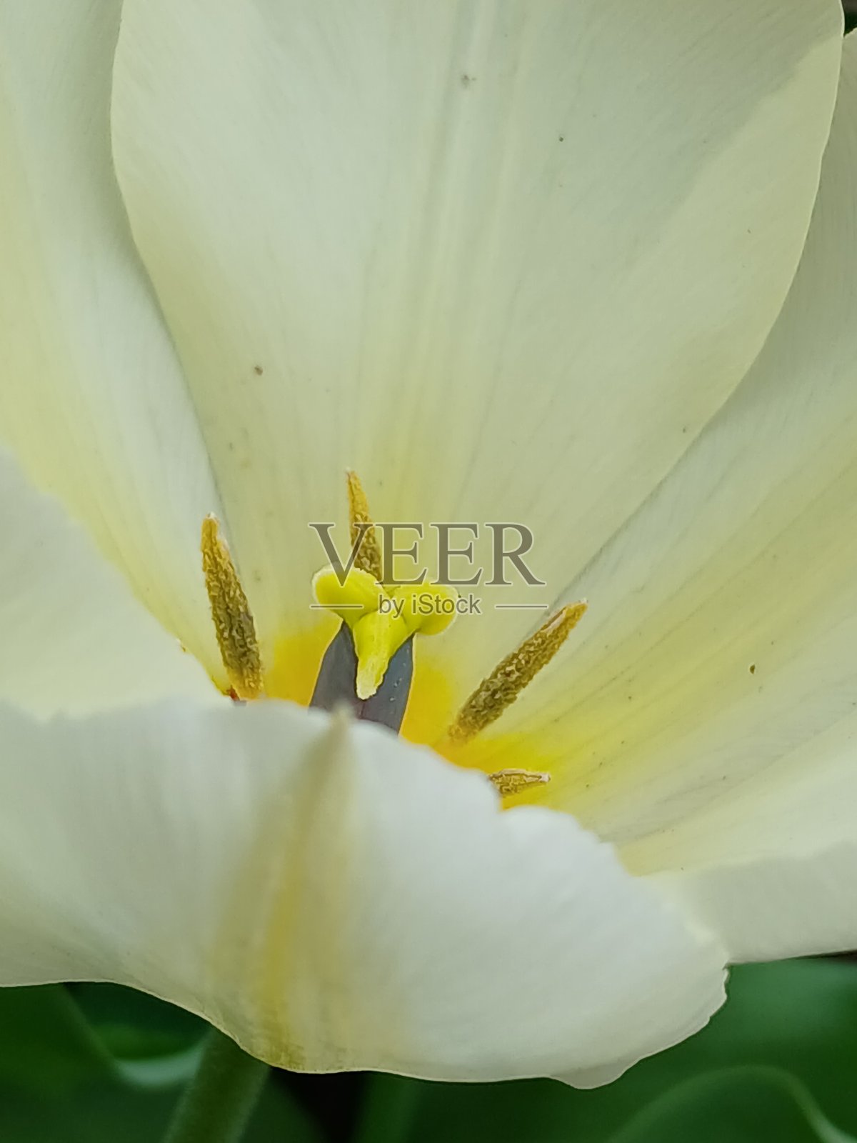 白色郁金香照片摄影图片