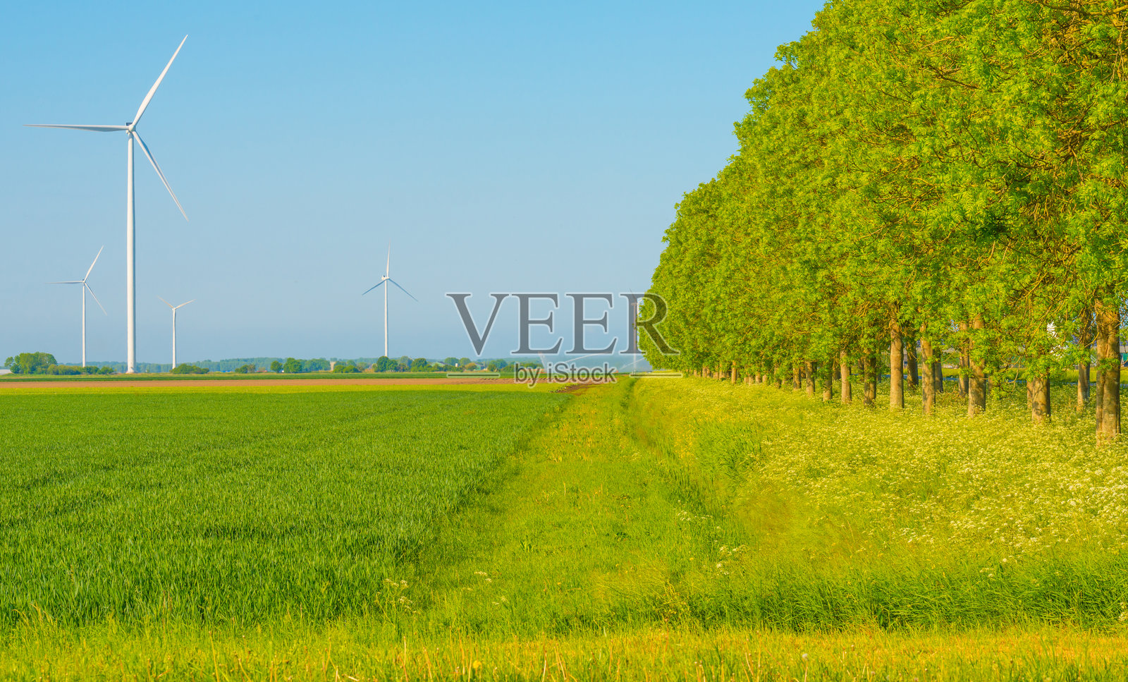 阳光下阿尔梅勒，弗莱福兰，荷兰的乡村田野中五彩斑斓的野花，2025年5月8日照片摄影图片