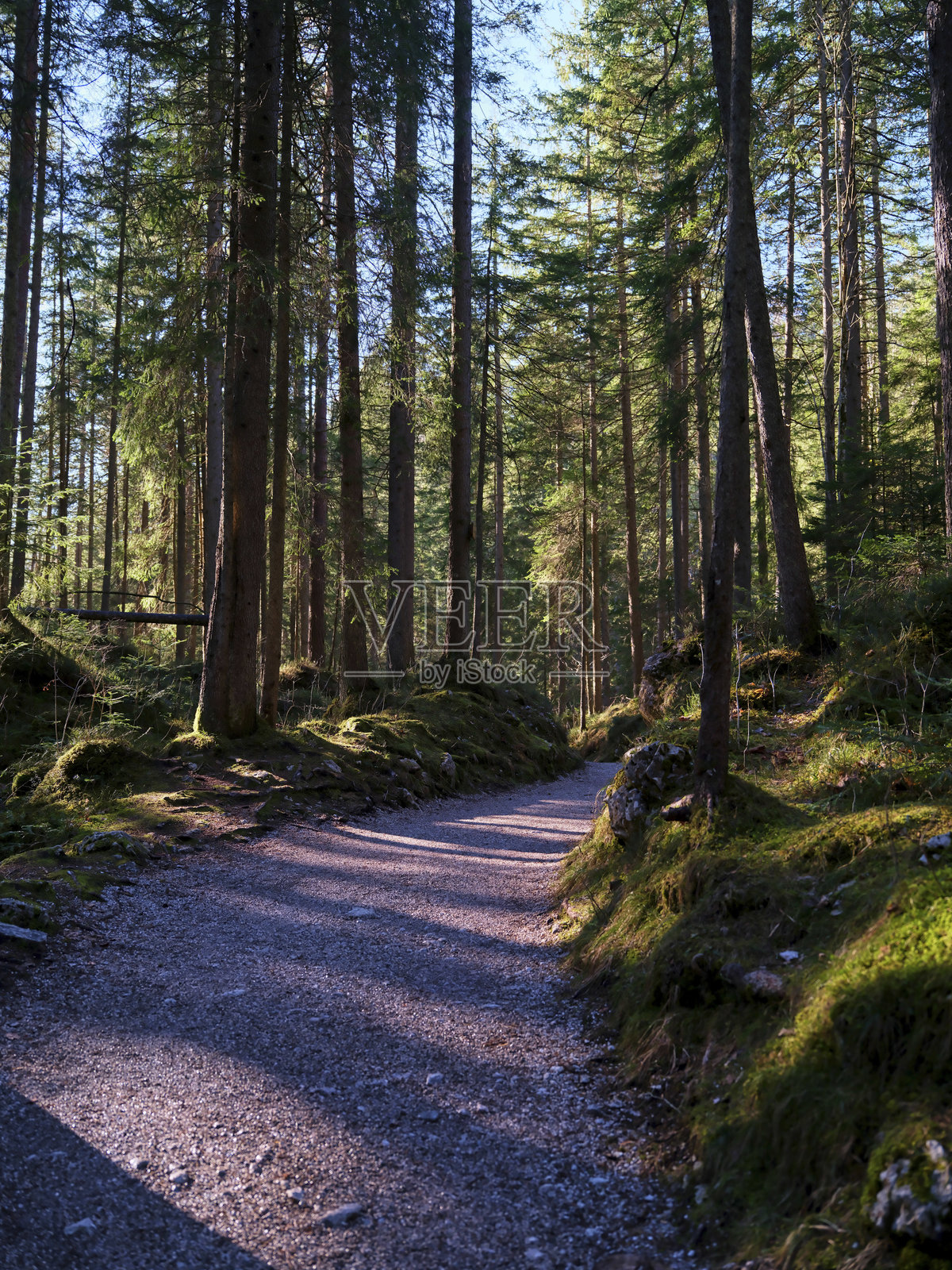 在宁静的林地环境中，清晨时分探索一条宁静的森林小径照片摄影图片