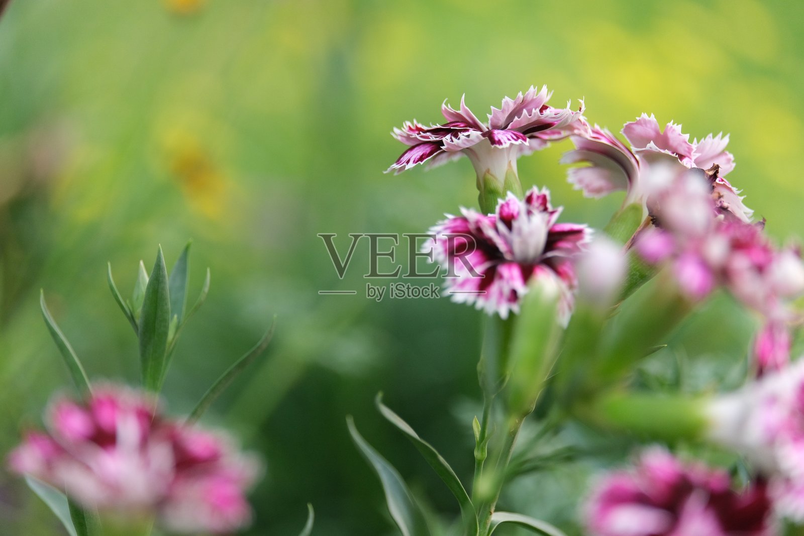 在一个盛开着花朵的美丽花园里。照片摄影图片