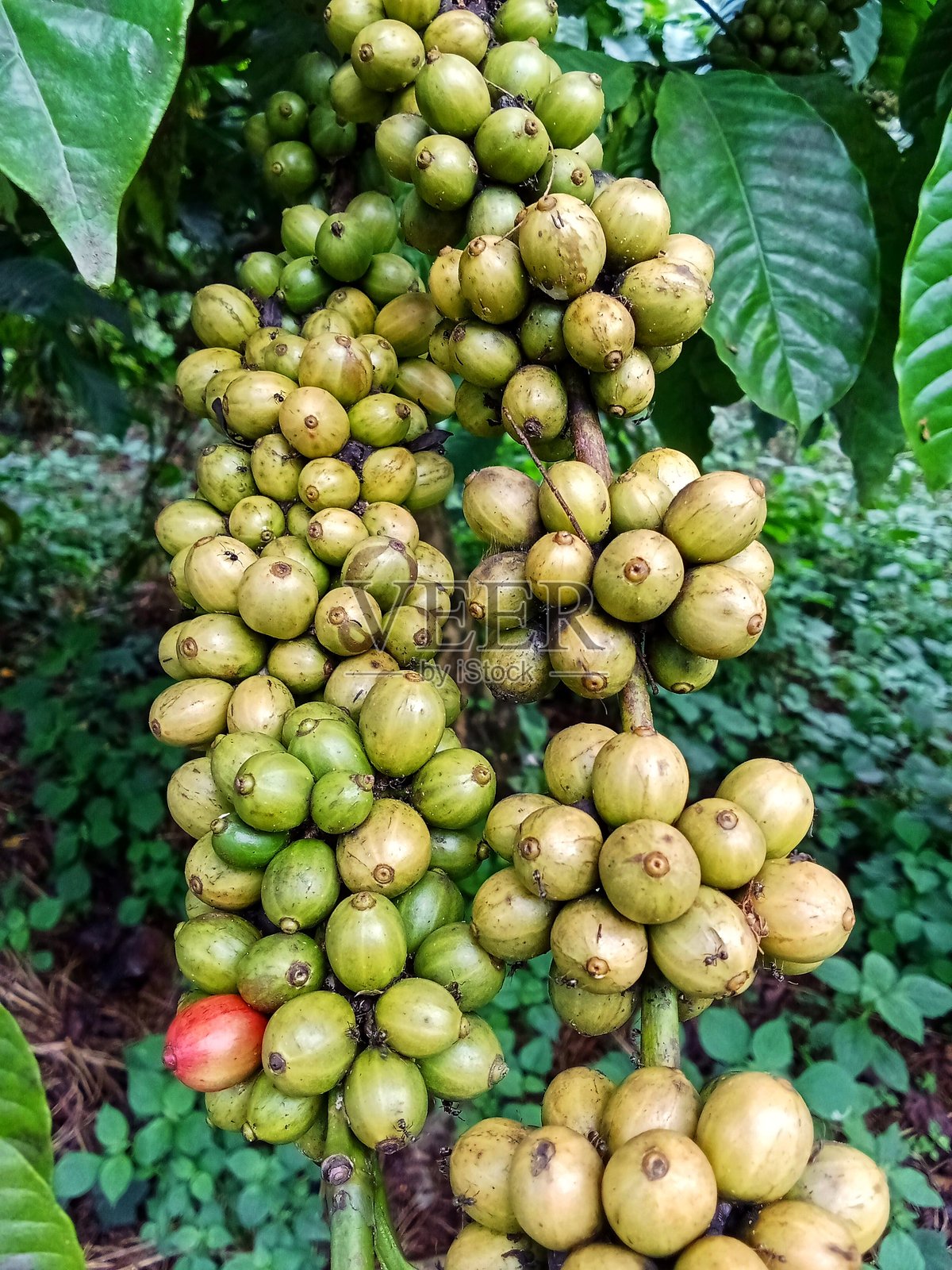咖啡果照片摄影图片
