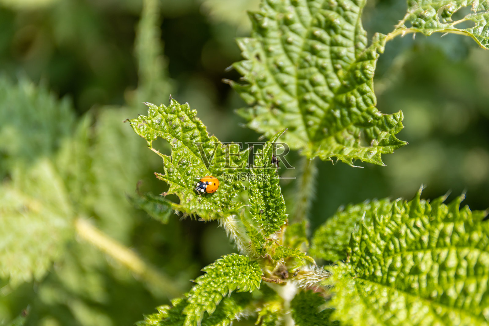 多色亚洲瓢虫在野外绿色叶子上照片摄影图片