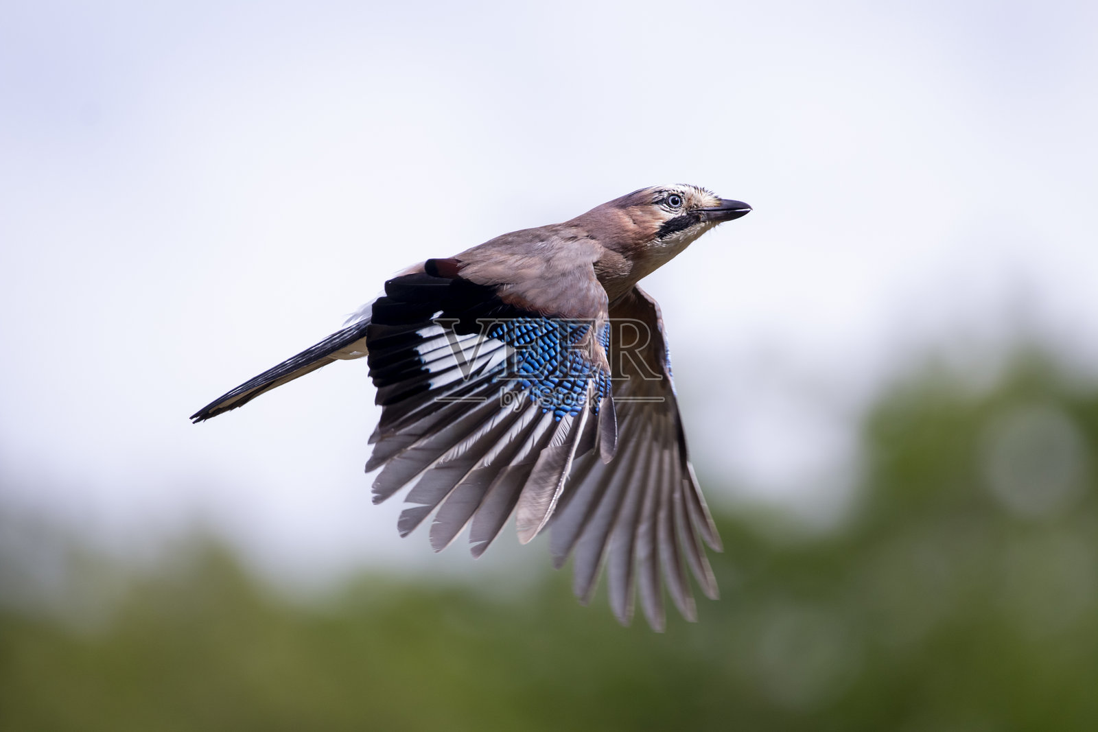 欧亚松鸦在飞行中。羽毛呈棕色、黑色、蓝色和白色。学名：Garrulus glandarius。自然背景。照片摄影图片