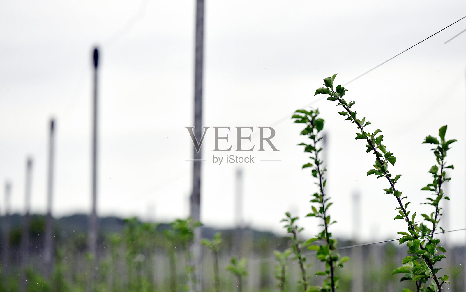 苹果树种植园照片摄影图片