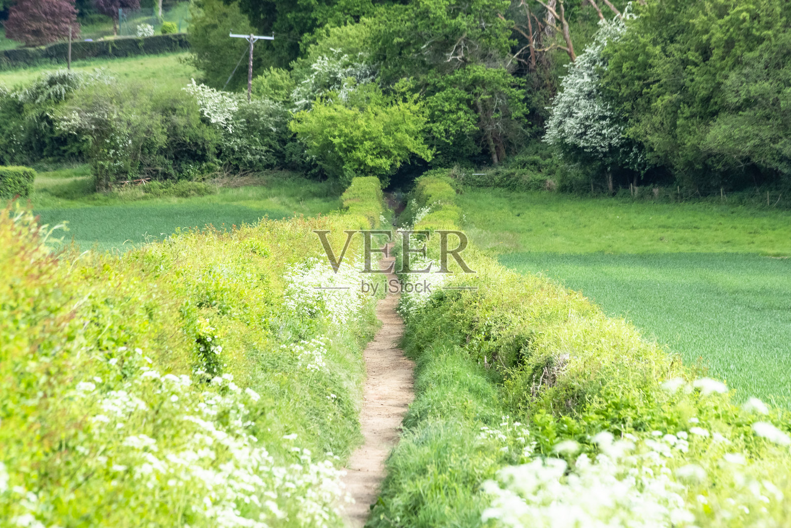 英格兰萨里郡花丛中的风景如画的步道照片摄影图片