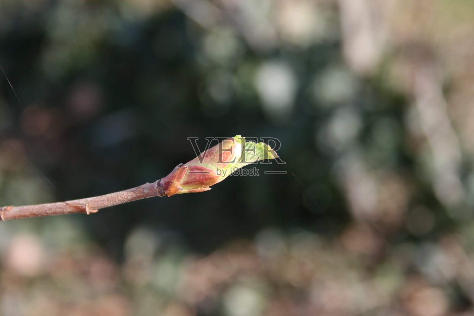 春天嫩绿枝头的花蕾照片摄影图片
