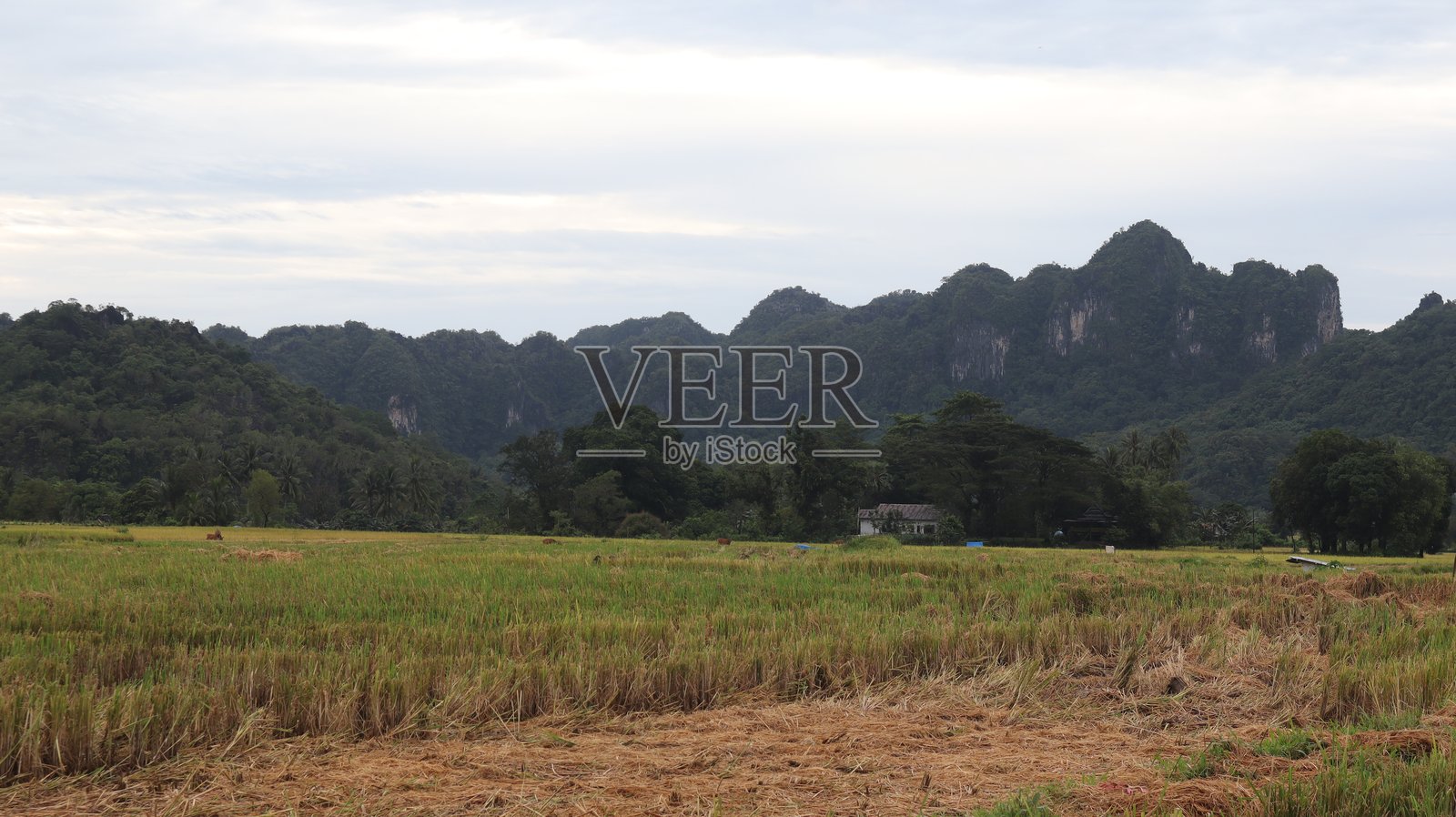 稻田照片摄影图片