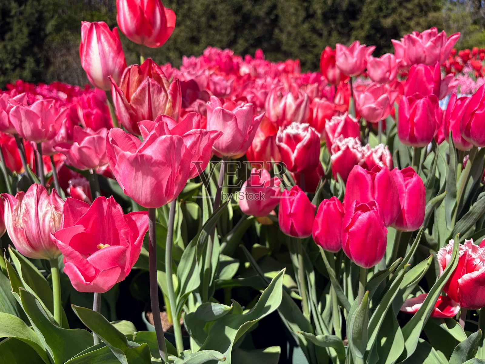密歇根州荷兰的郁金香照片摄影图片