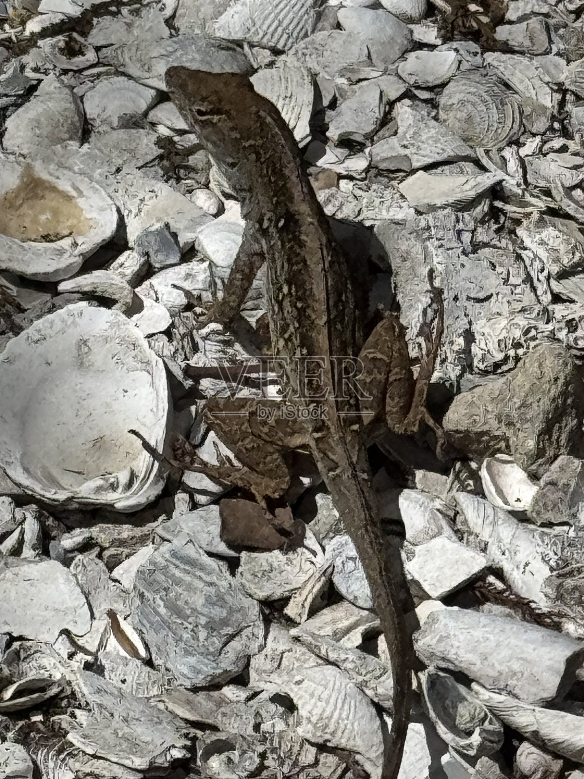 佛罗里达州萨拉索塔的棕色变色龙照片摄影图片