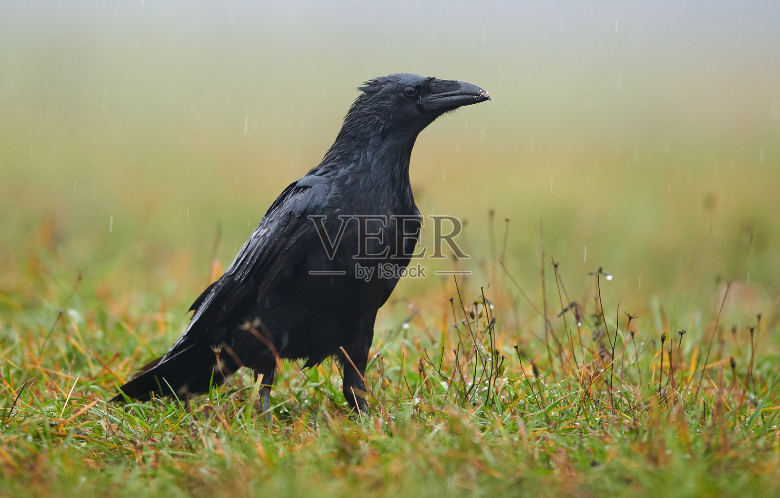 乌鸦（Corvus corax）特写照片摄影图片