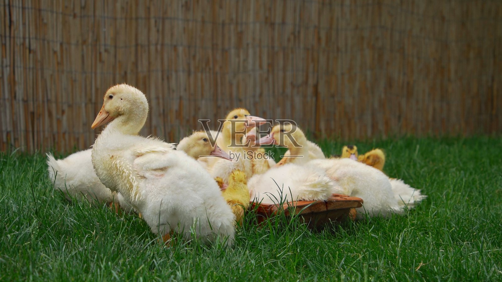 一群鸭子在绿草上悠闲地聚在一起照片摄影图片