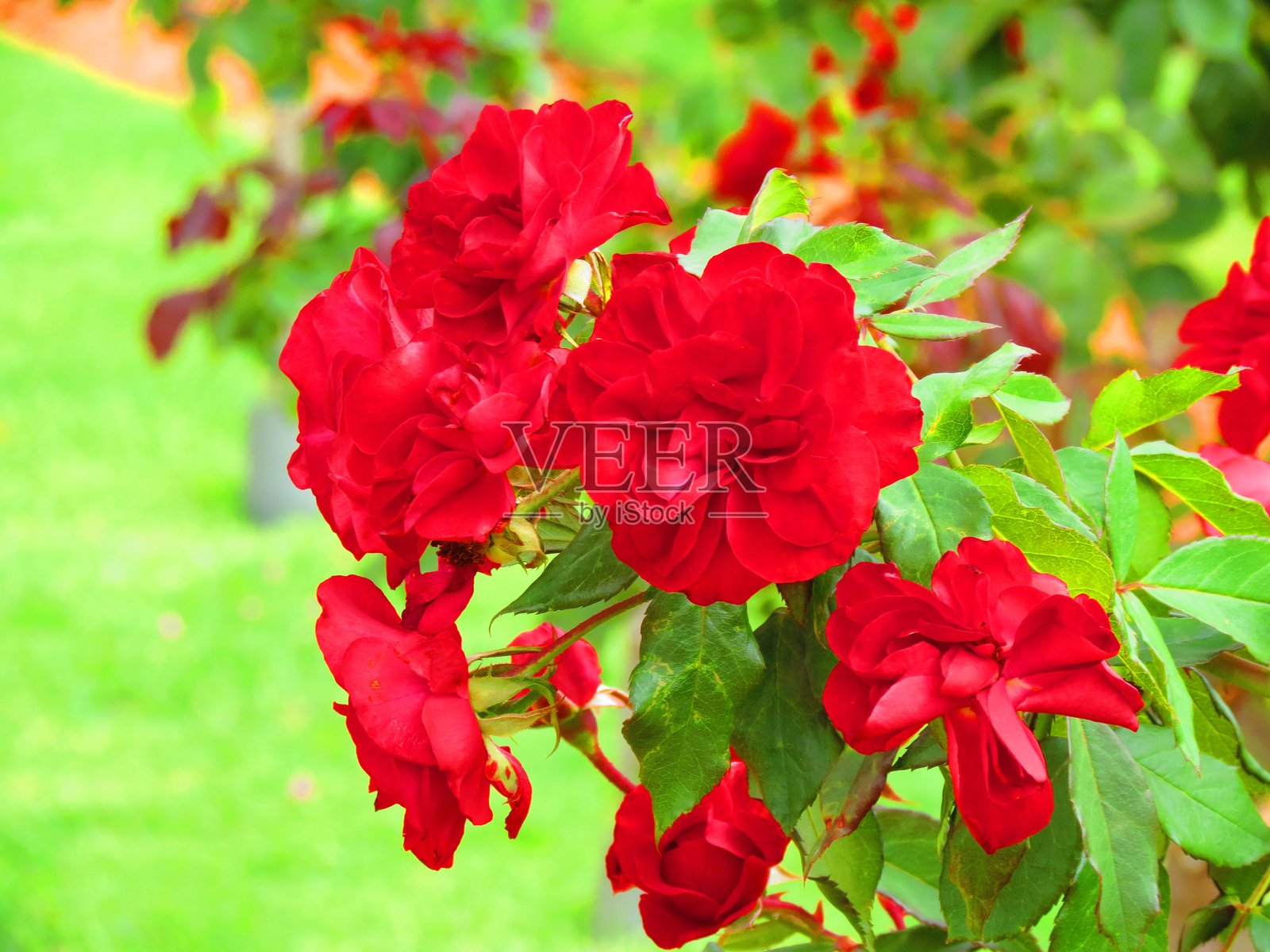 红玫瑰花照片摄影图片