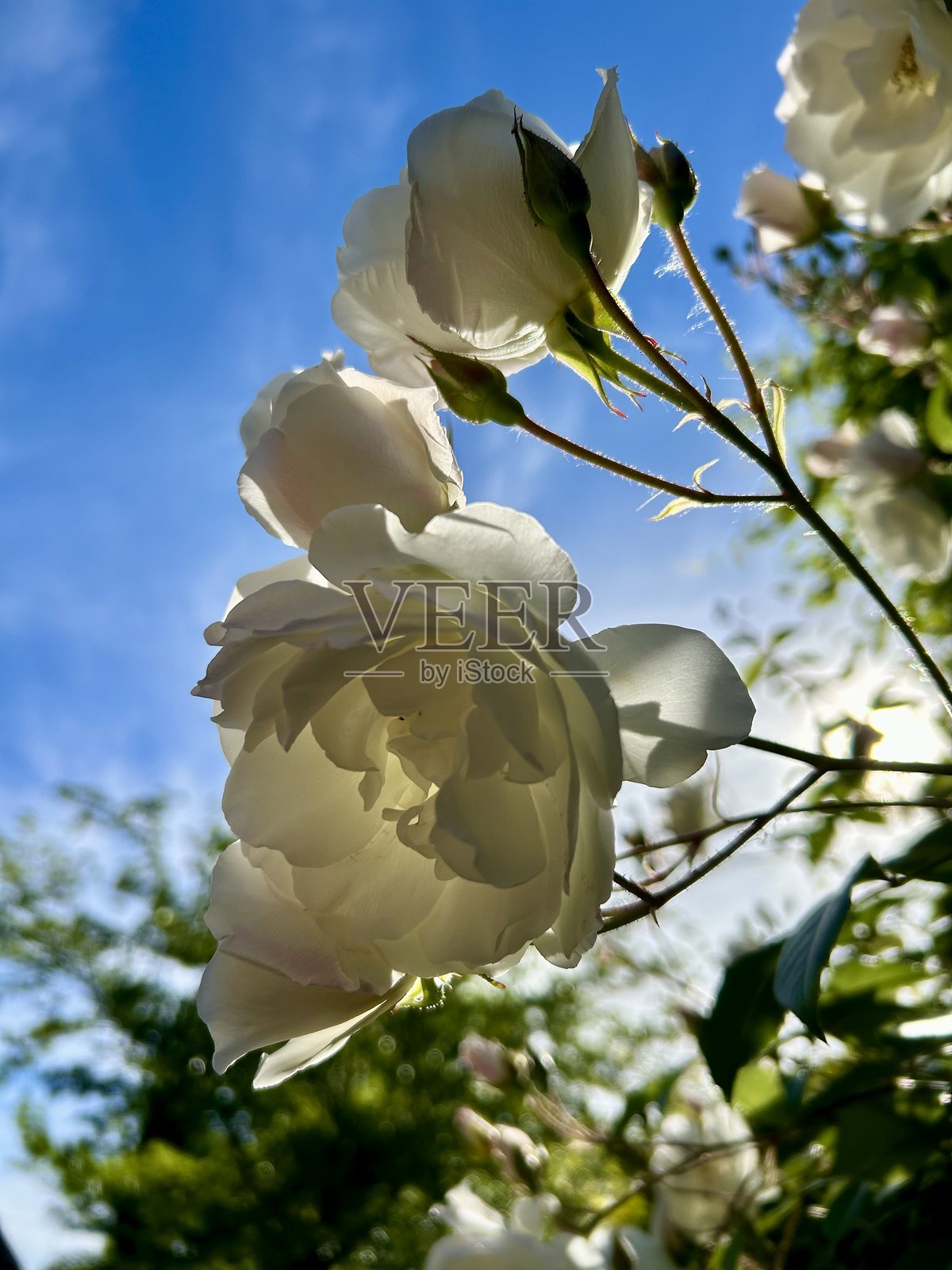 白玫瑰照片摄影图片