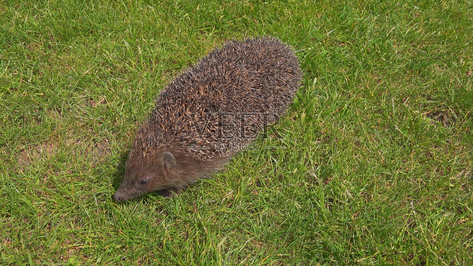 刺猬在绿色草地上漫步照片摄影图片