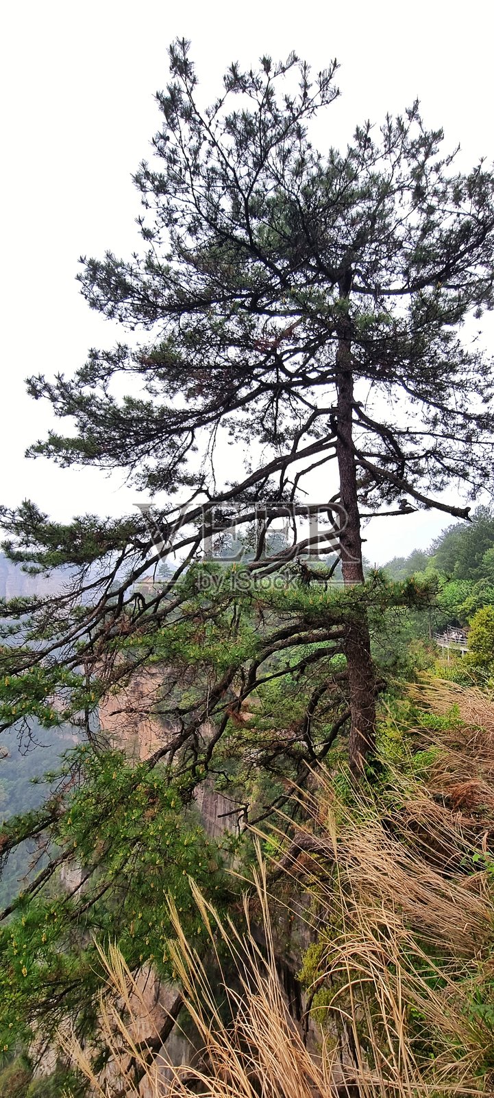 陡峭岩石悬崖上的高大松树照片摄影图片