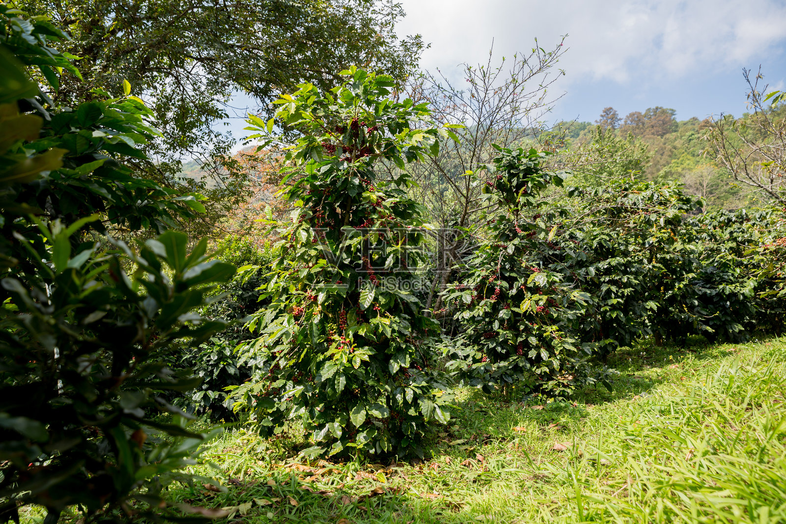 农民概念收获成熟的咖啡果实，罗布斯塔和阿拉比卡咖啡豆特写，新鲜的绿叶，采摘橙色作物，红色和黄色生果，植物树木农场生长模糊背景，生态有机花园照片摄影图片
