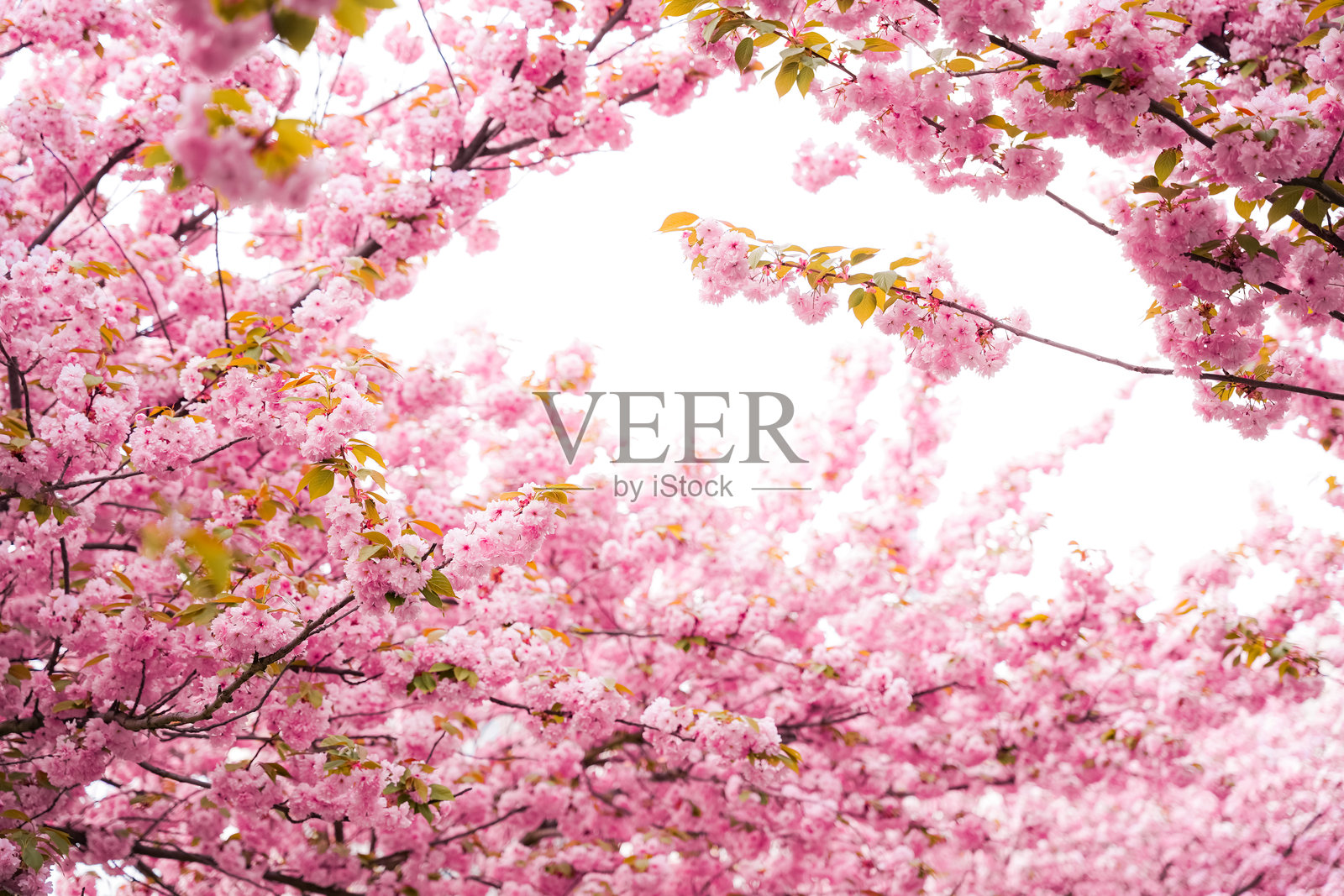 春天樱花树盛开，粉色花朵在明亮的天空下形成花冠照片摄影图片