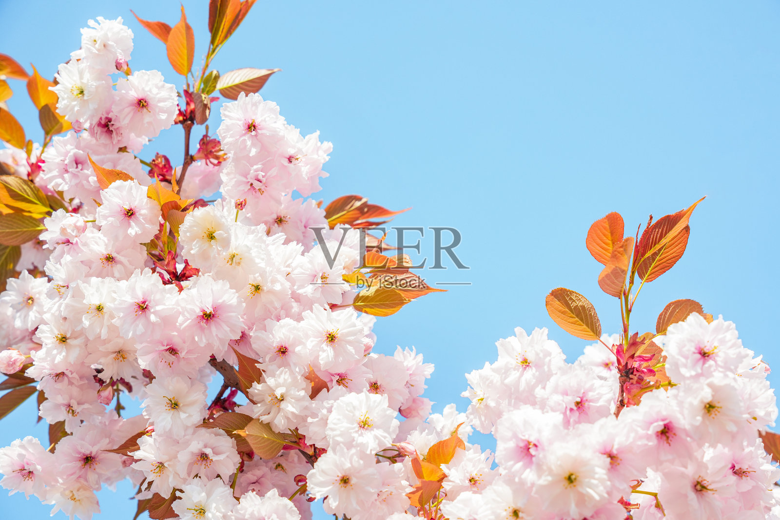 樱花在春天的晴朗蓝天下盛开照片摄影图片