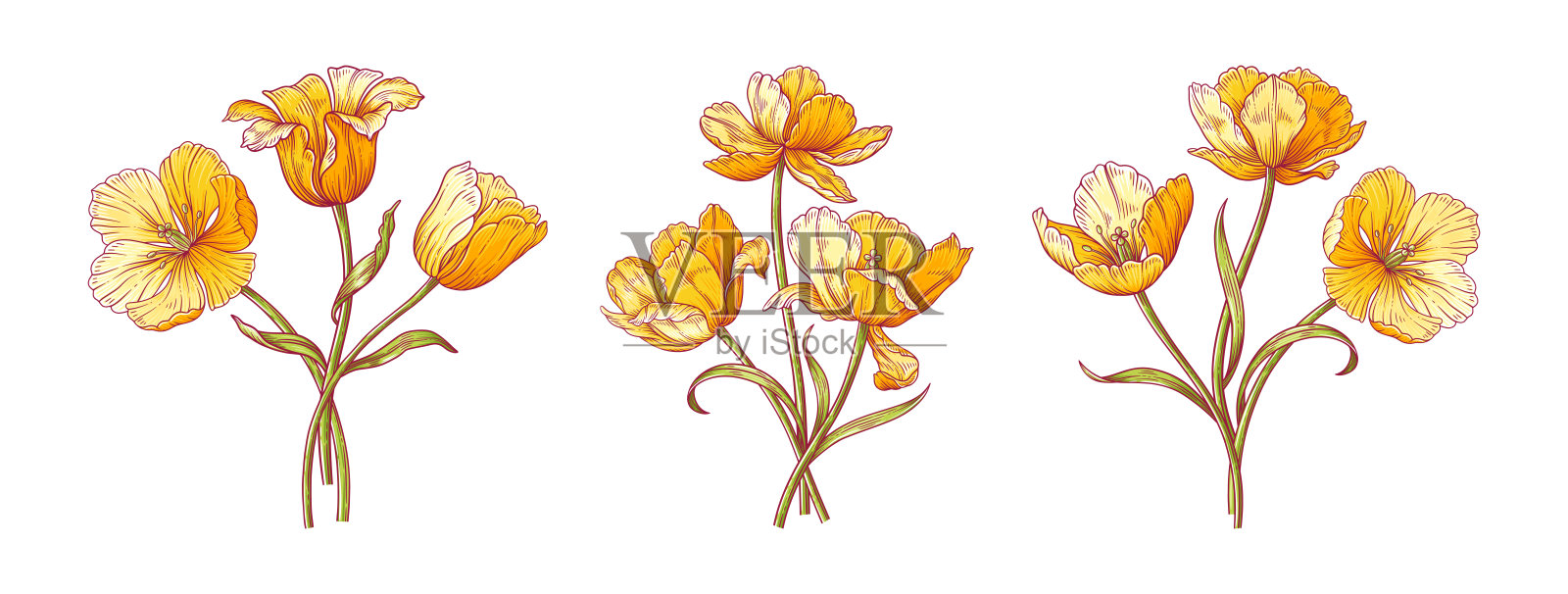 黄色郁金香花束套装，荷兰优雅花朵，复古矢量元素插画图片素材