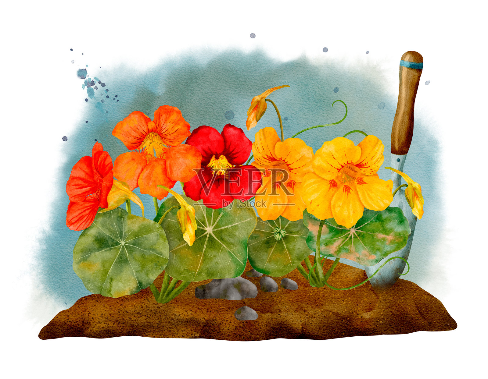 金莲花在花园土壤中茁壮成长，旁边有一把方便的铲子工具。插画图片素材