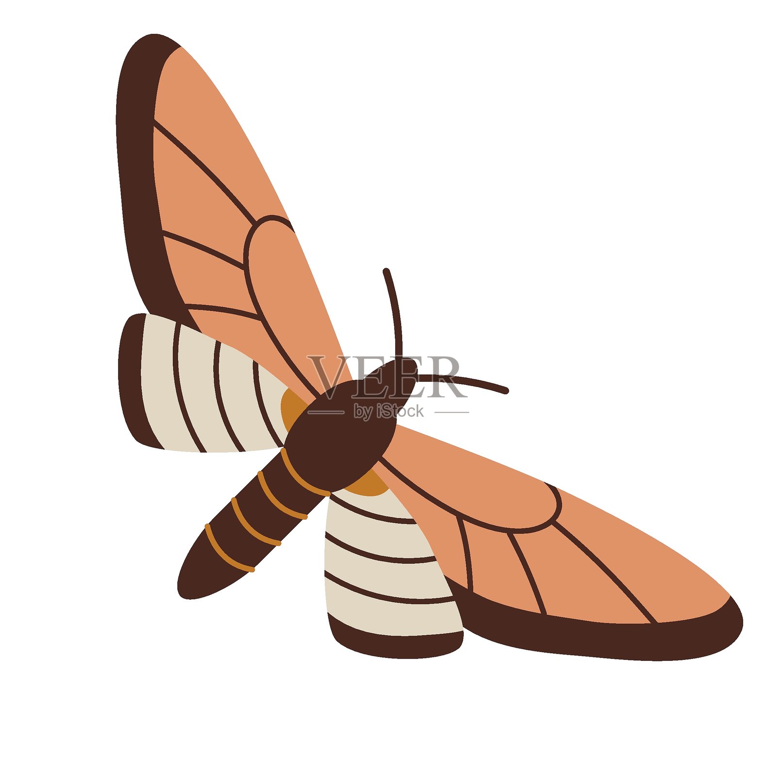 夜间飞蛾，鹰蛾。优雅的棕色夜间昆虫。现代矢量插图，手绘，扁平设计，背景为白色。插画图片素材