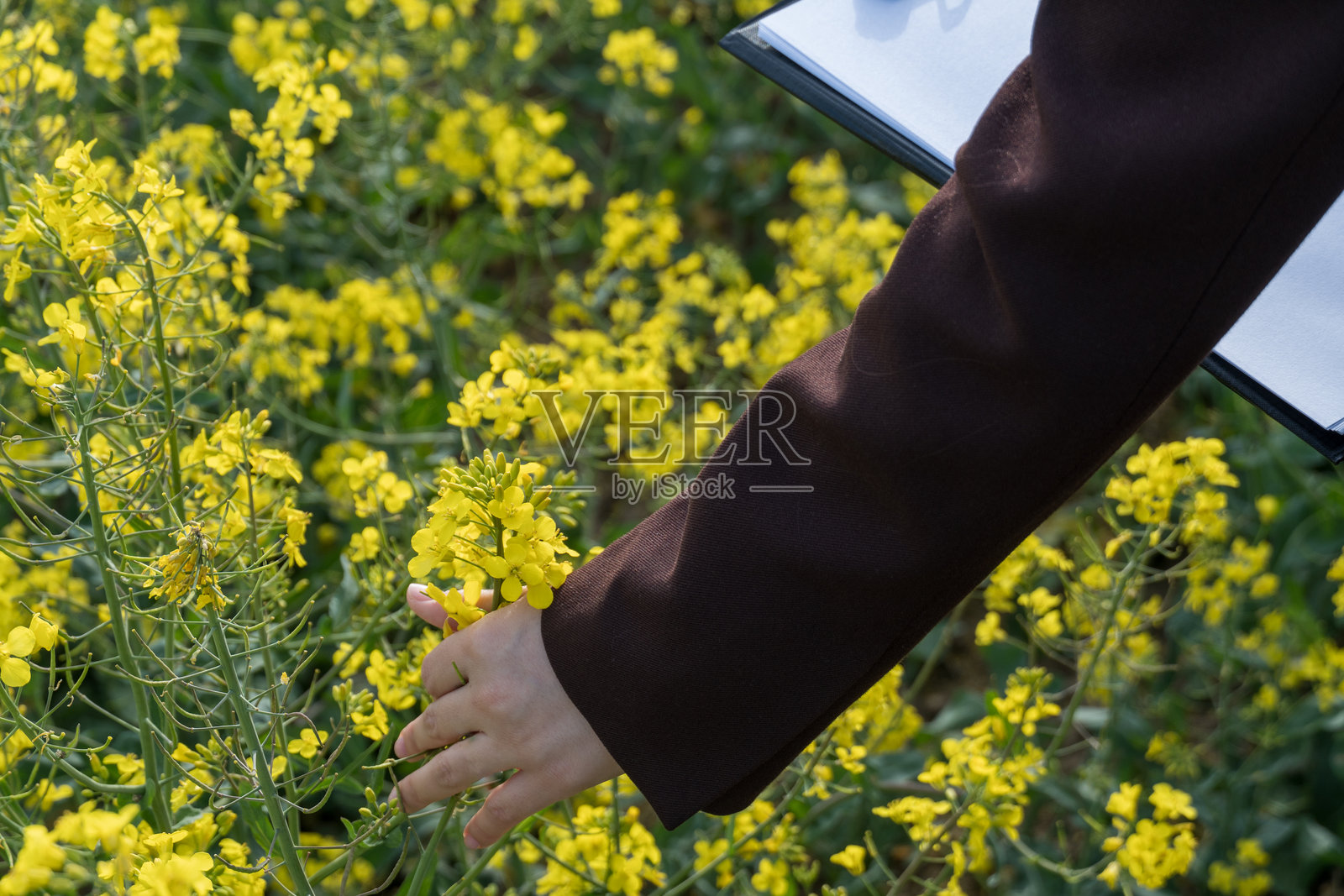 在春日阳光下，穿着棕色西装外套并手持夹板的人正在田野中观察油菜花，盛开的黄色作物。照片摄影图片