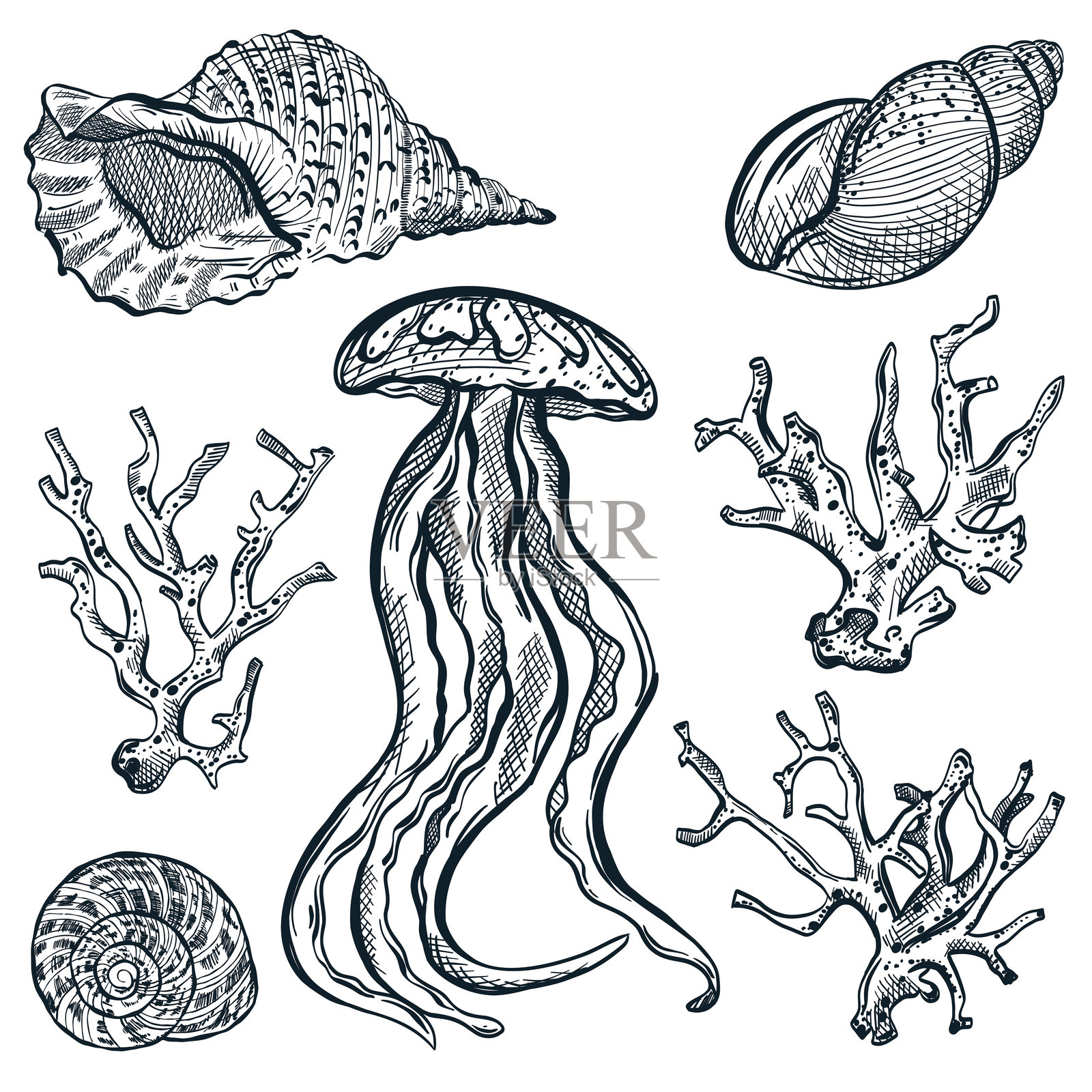 海洋生物设计元素.水母,海贝和珊瑚.手绘海贝的矢量插图